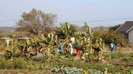Community gardens